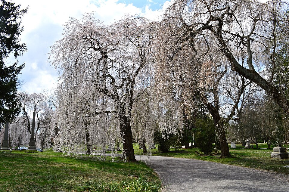 Weeping cherry trees in Spring Grove Cemetery